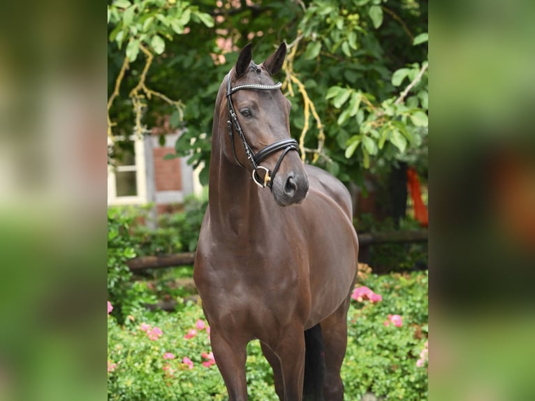 Oldenburg Giumenta 6 Anni 170 cm Morello in Bad Bevensen