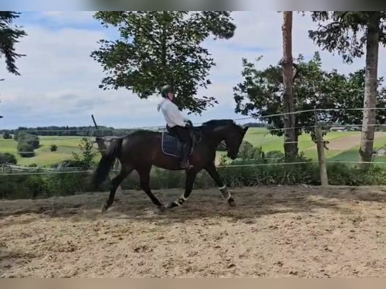 Oldenburg Giumenta 6 Anni 170 cm Morello in Sankt Wolfgang