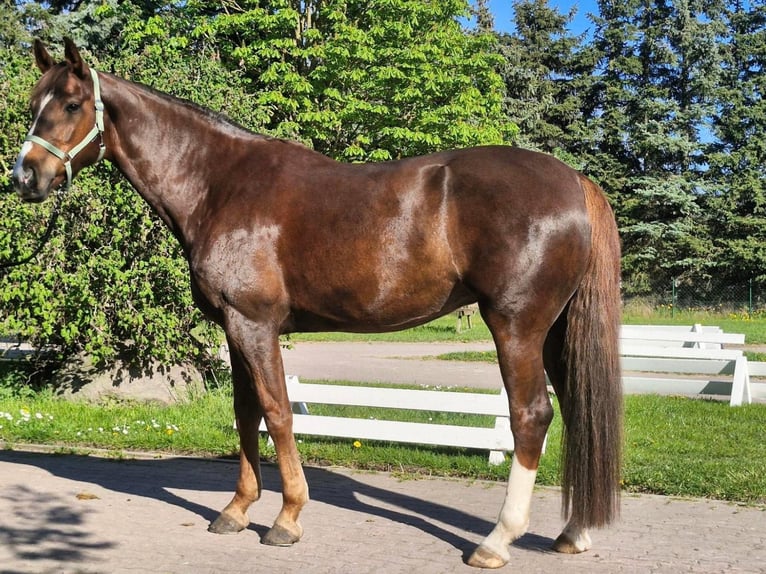 Oldenburg Giumenta 6 Anni 170 cm Sauro scuro in Genshagen