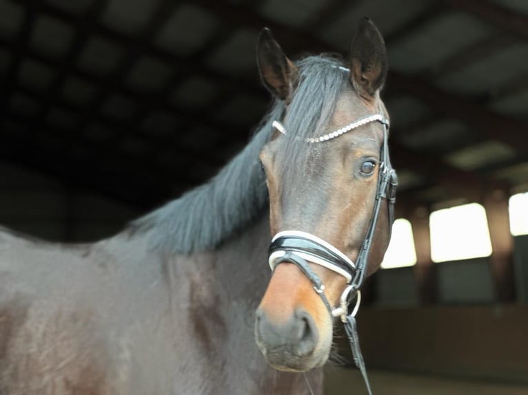 Oldenburg Giumenta 6 Anni 171 cm Baio in Kietz