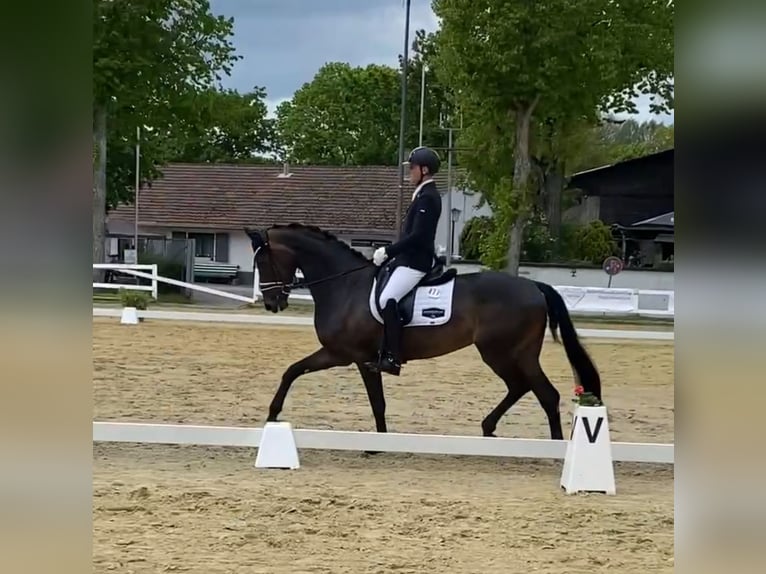 Oldenburg Giumenta 6 Anni 171 cm Baio scuro in Eschweiler