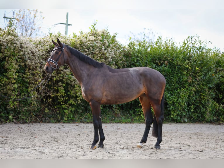 Oldenburg Giumenta 6 Anni 172 cm Baio scuro in Hürtgenwald