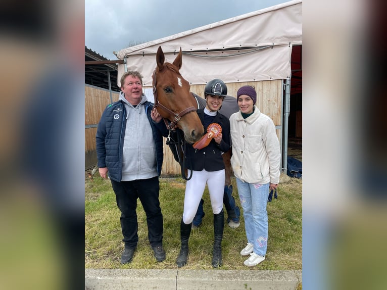 Oldenburg Giumenta 6 Anni 172 cm Baio scuro in Motešice