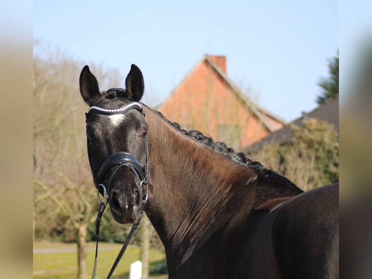 Oldenburg Giumenta 6 Anni 172 cm Morello in Deinstedt