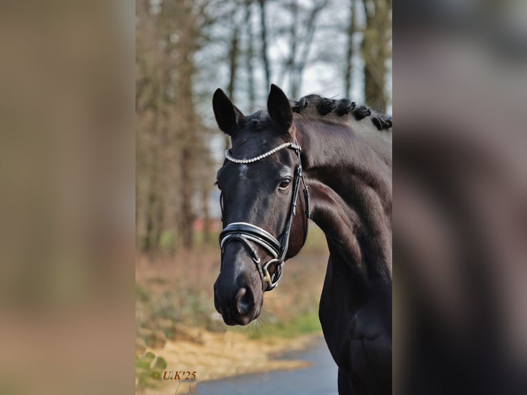 Oldenburg Giumenta 6 Anni 172 cm Morello in Werne