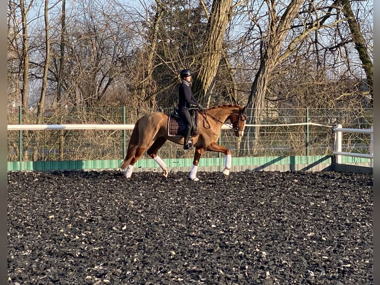 Oldenburg Giumenta 6 Anni 172 cm Sauro in Bliesdorf