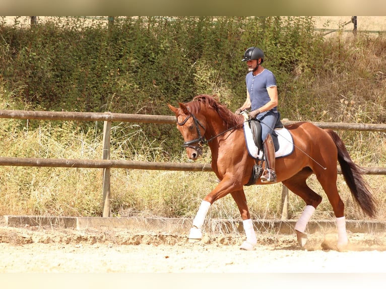 Oldenburg Giumenta 6 Anni 172 cm Sauro in Ober-Flörsheim