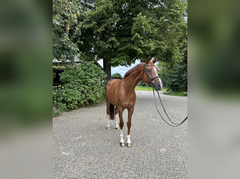 Oldenburg Giumenta 6 Anni 172 cm Sauro scuro in Ganderkesee