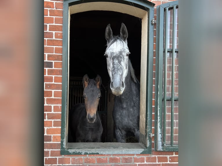 Oldenburg Giumenta 6 Anni 173 cm Grigio in Martfeld