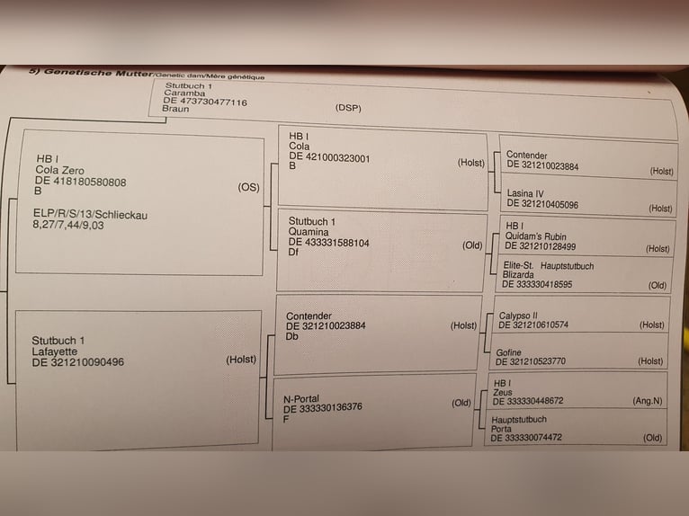 Oldenburg Giumenta 6 Anni 176 cm Baio in Stuttgart Vaihingen