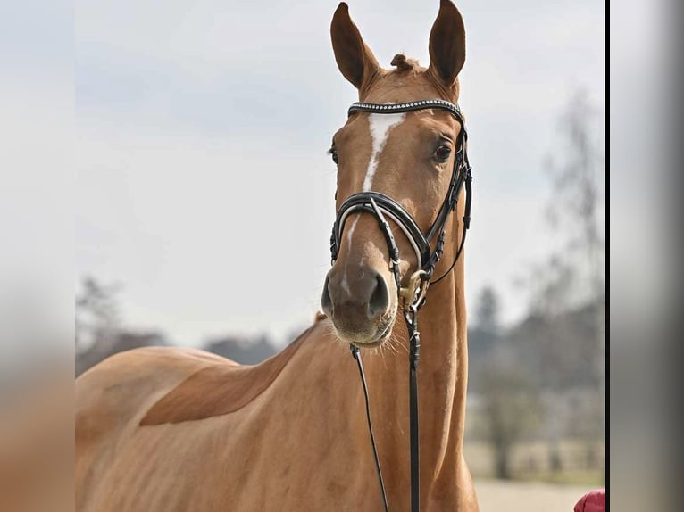 Oldenburg Giumenta 6 Anni 176 cm Sauro in Sulzbach am Main Oldenburg Giumenta 6 Anni 176 cm Sauro in Sulzbach am Main