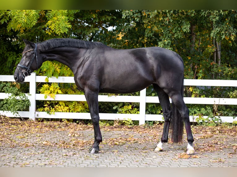 Oldenburg Giumenta 6 Anni 179 cm Morello in Unna