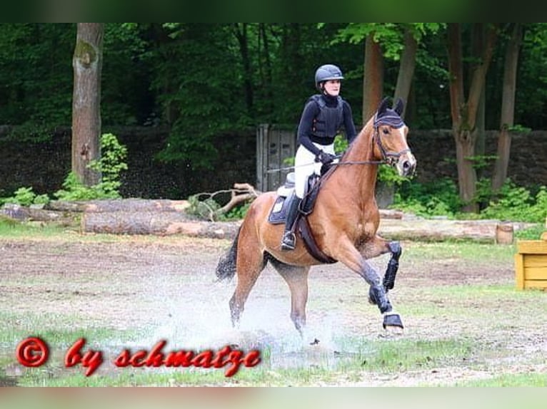 Oldenburg Giumenta 6 Anni Baio in Falkenhain