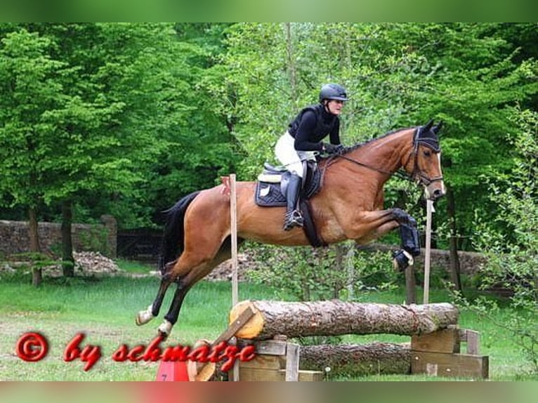 Oldenburg Giumenta 6 Anni Baio in Falkenhain