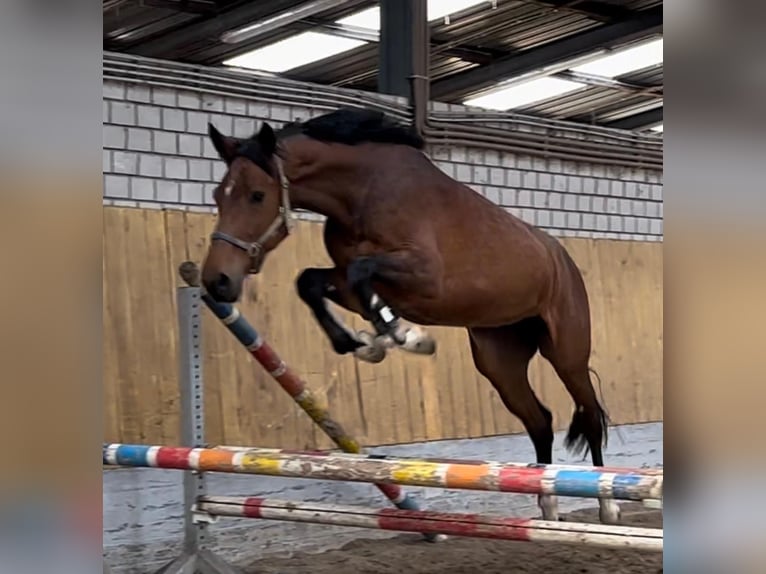 Oldenburg Giumenta 6 Anni Baio in K&#xFC;rten