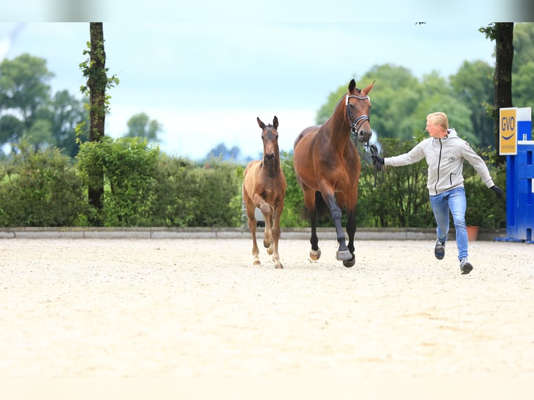 Oldenburg Giumenta 6 Anni Baio scuro in Großefehn Ostgroßefehn