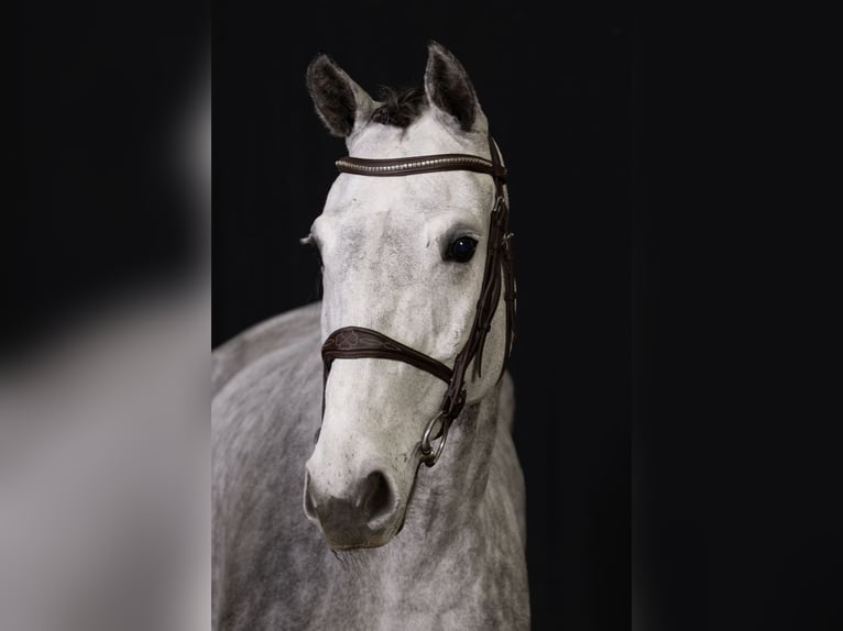 Oldenburg Giumenta 6 Anni Grigio in Bladel