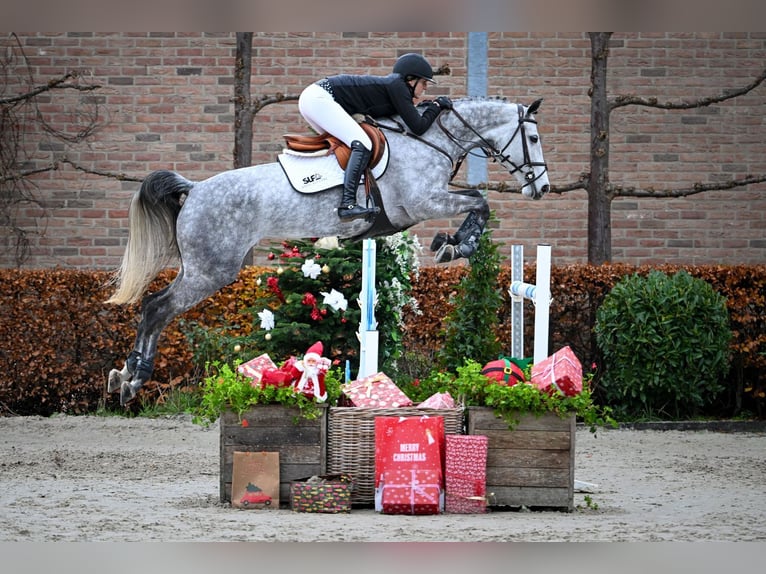 Oldenburg Giumenta 6 Anni Grigio in Bladel