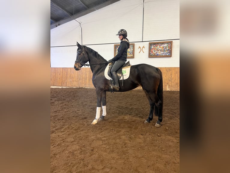 Oldenburg Giumenta 7 Anni 163 cm Baio in Visselhövede