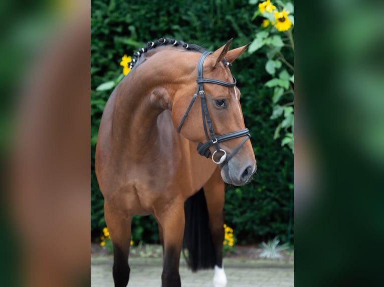 Oldenburg Giumenta 7 Anni 164 cm Baio in Harsewinkel