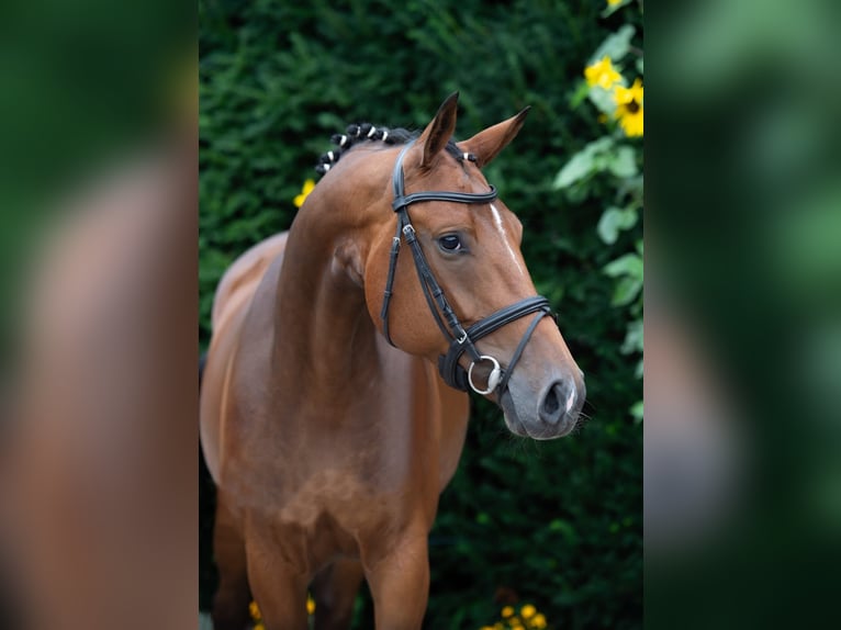 Oldenburg Giumenta 7 Anni 164 cm Baio in Harsewinkel