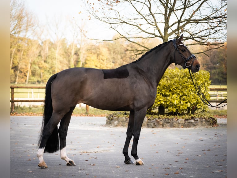 Oldenburg Giumenta 7 Anni 164 cm Baio scuro in Horstmar