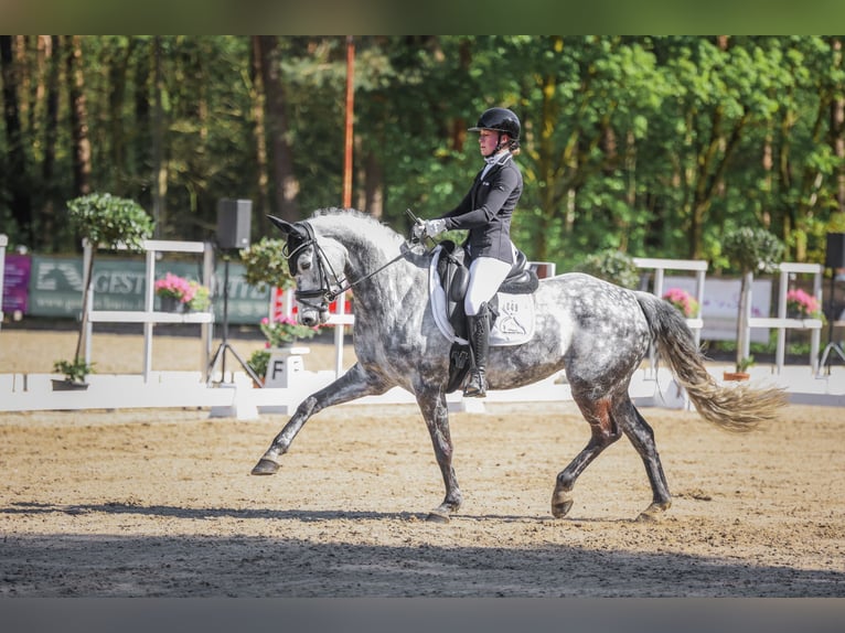 Oldenburg Giumenta 7 Anni 164 cm Grigio pezzato in Herzlake