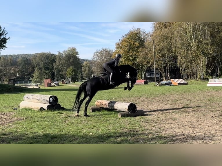 Oldenburg Giumenta 7 Anni 164 cm Morello in Schönthal