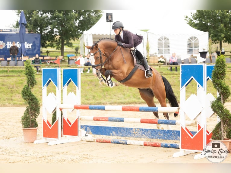 Oldenburg Giumenta 7 Anni 165 cm Baio in Minden