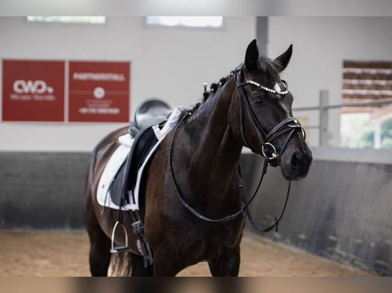 Oldenburg Giumenta 7 Anni 165 cm Baio nero in Landensberg