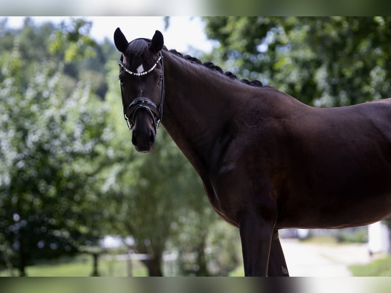 Oldenburg Giumenta 7 Anni 165 cm Baio nero in Landensberg