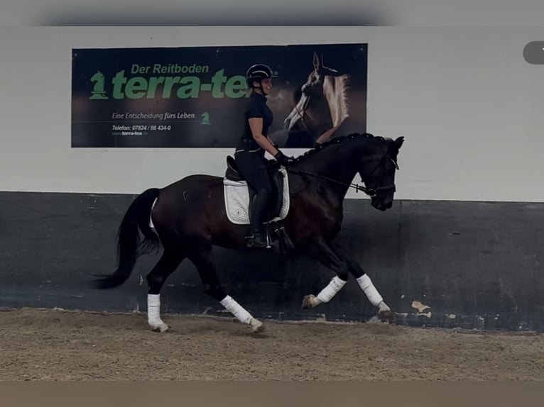 Oldenburg Giumenta 7 Anni 165 cm Baio nero in Landensberg