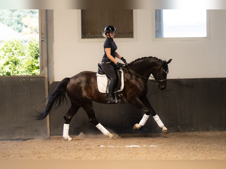 Oldenburg Giumenta 7 Anni 165 cm Baio nero in Landensberg