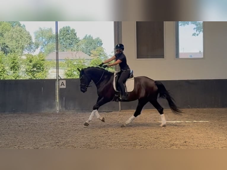 Oldenburg Giumenta 7 Anni 165 cm Baio nero in Landensberg