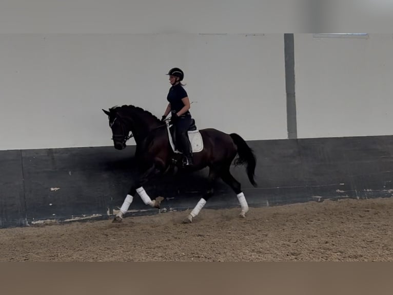 Oldenburg Giumenta 7 Anni 165 cm Baio nero in Landensberg