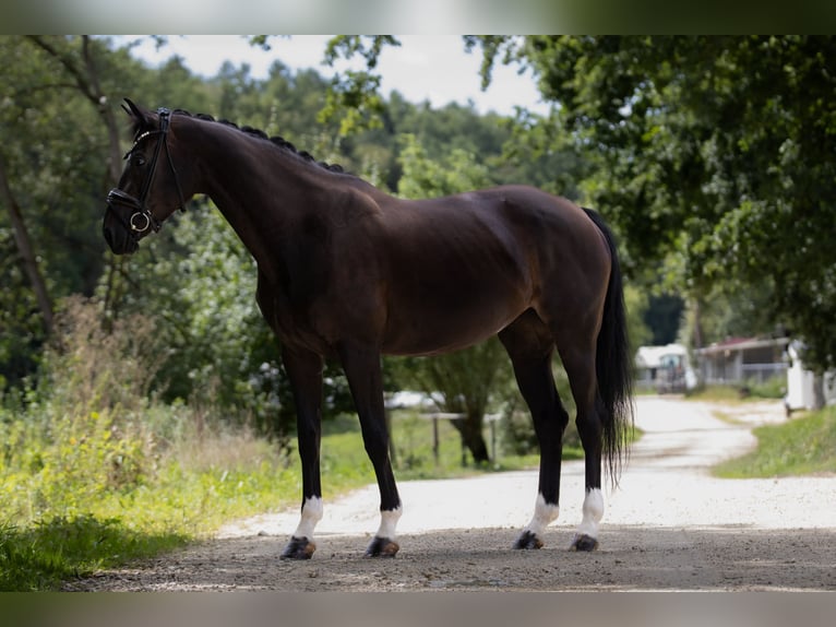 Oldenburg Giumenta 7 Anni 165 cm Baio nero in Landensberg