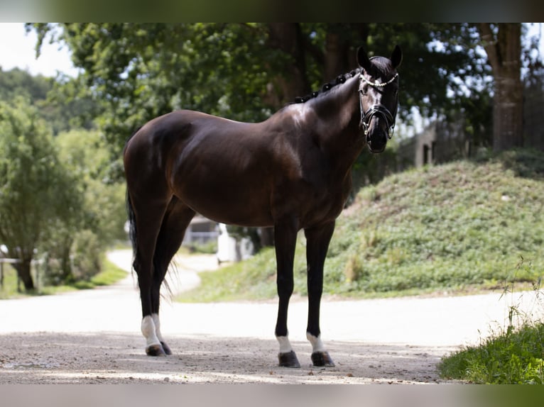 Oldenburg Giumenta 7 Anni 165 cm Baio nero in Landensberg