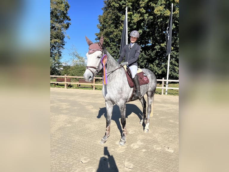 Oldenburg Giumenta 7 Anni 165 cm Grigio in Ahrensburg