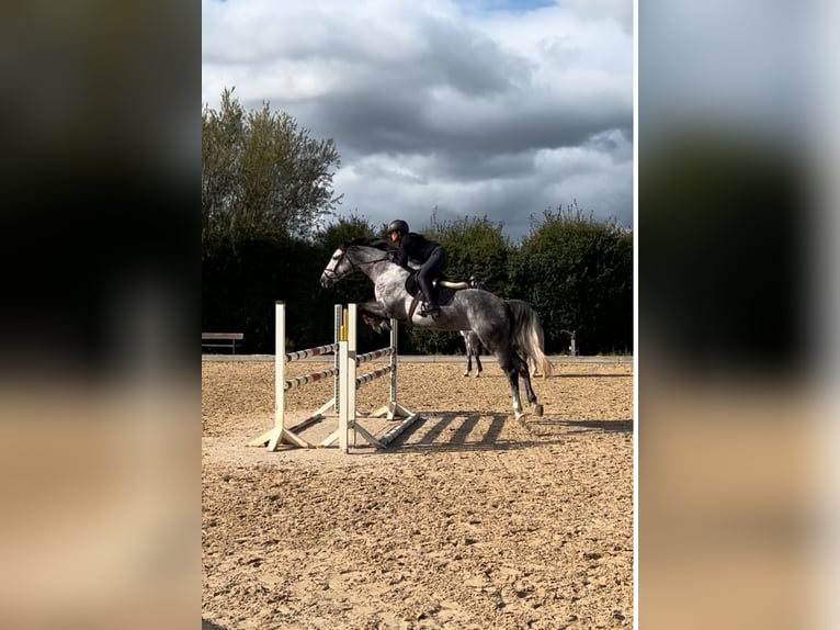 Oldenburg Giumenta 7 Anni 165 cm Grigio in Ahrensburg