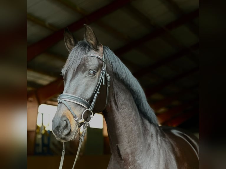 Oldenburg Giumenta 7 Anni 165 cm Morello in Kietz