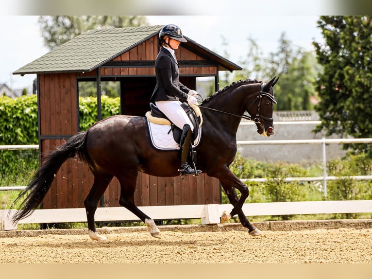 Oldenburg Giumenta 7 Anni 165 cm Morello in Pęclin