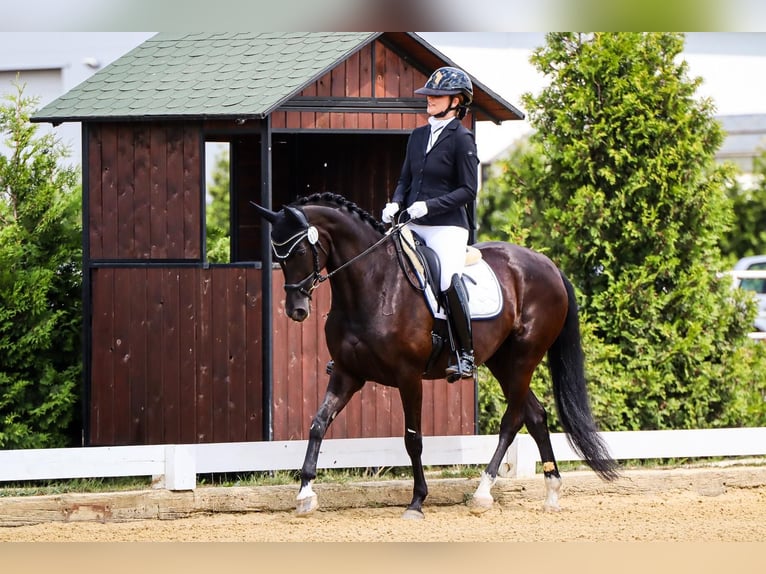 Oldenburg Giumenta 7 Anni 165 cm Morello in Pęclin