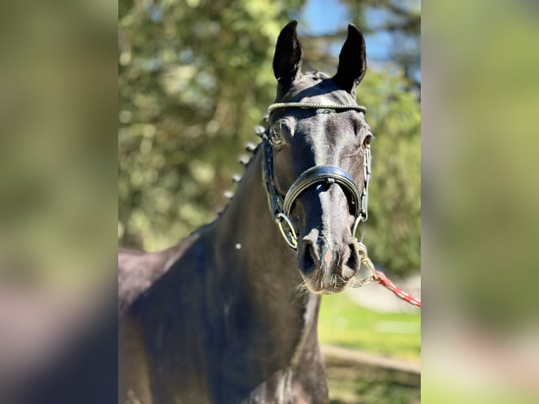 Oldenburg Giumenta 7 Anni 165 cm Morello in Saalfelden am Steinerner Meer