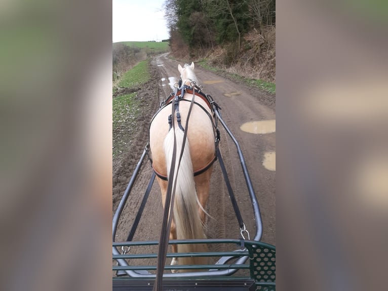 Oldenburg Giumenta 7 Anni 165 cm Palomino in Kaarst