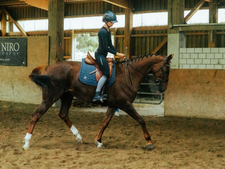 Oldenburg Giumenta 7 Anni 165 cm Sauro in Tramelan