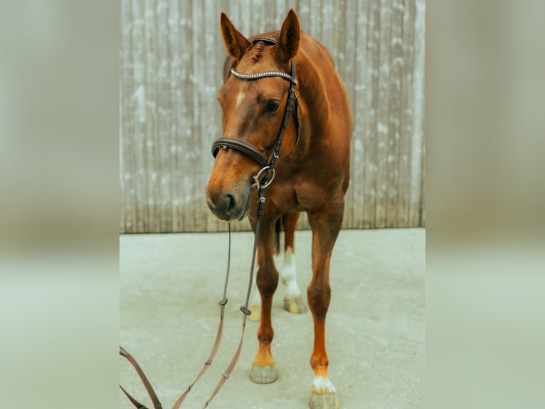 Oldenburg Giumenta 7 Anni 165 cm Sauro in Tramelan