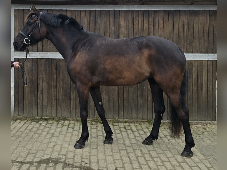 Oldenburg Giumenta 7 Anni 166 cm Baio scuro in M&#xFC;lheim an der Ruhr