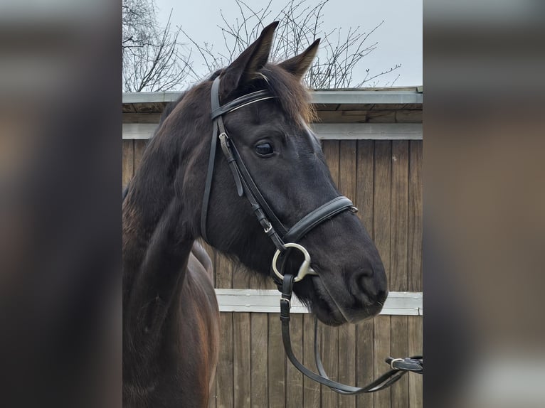 Oldenburg Giumenta 7 Anni 166 cm Baio scuro in M&#xFC;lheim an der Ruhr