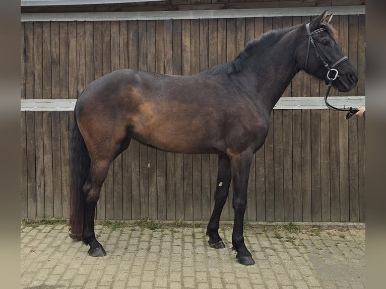 Oldenburg Giumenta 7 Anni 166 cm Baio scuro in M&#xFC;lheim an der Ruhr