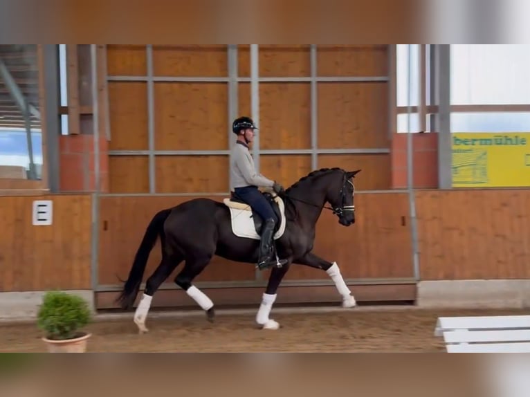 Oldenburg Giumenta 7 Anni 166 cm Morello in Gleichen